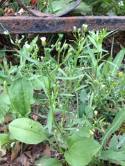 Erigeron canadensis
