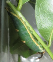 Charaxes wakefieldi