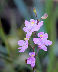 Calopogon multiflorus