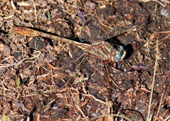 Phanogomphus minutus