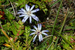 Perezia recurvata