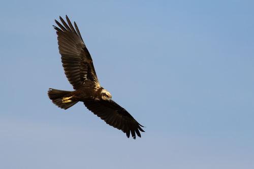 Aguilucho lagunero occidental (Circus aeruginosus)