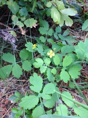 Chelidonium majus