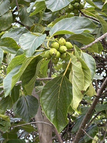Foto de Monguba