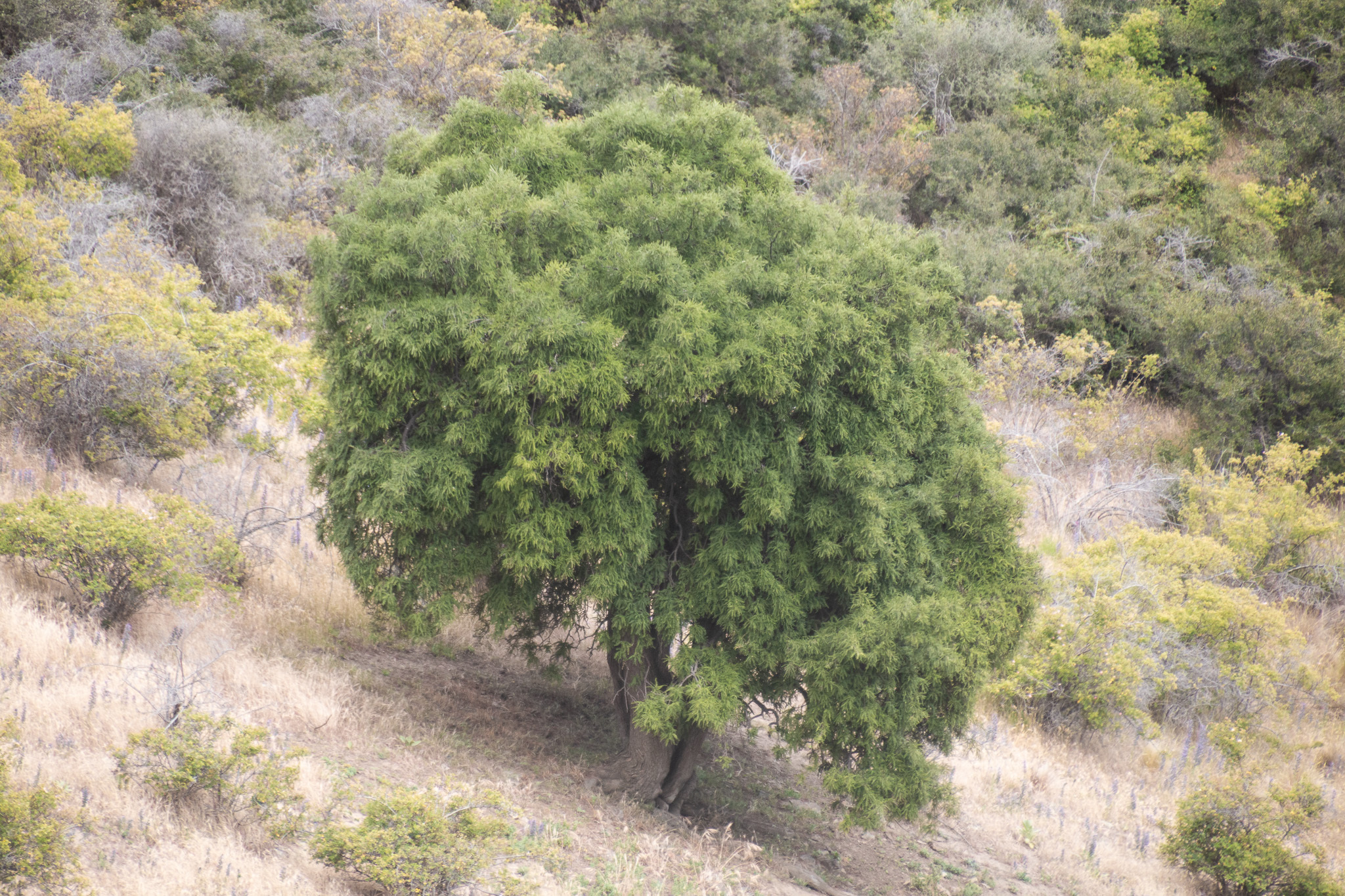 Imagem de Kowhai