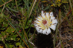 Hypochaeris incana