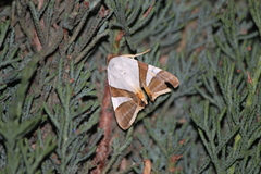 Eulepidotis rectimargo