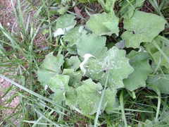 Tussilago farfara