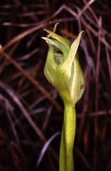 Greenhood (Pterostylis paludosa)