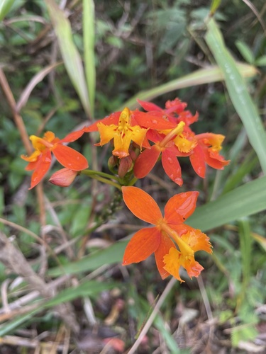 Foto de Orquídea-radicans