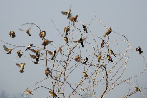 Tricolored Munia