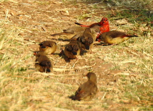 Red Avadavat