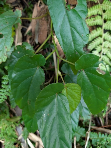 Image of Begonia longifolia by (c) Francisca Wu, some rights reserved (CC BY)