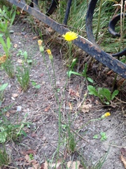 Scorzoneroides autumnalis