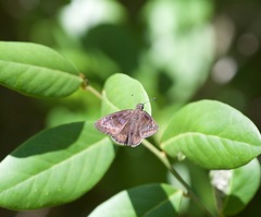 Ephyriades brunnea floridensis