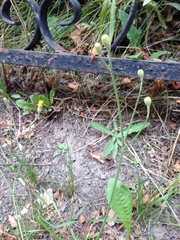 Scorzoneroides autumnalis