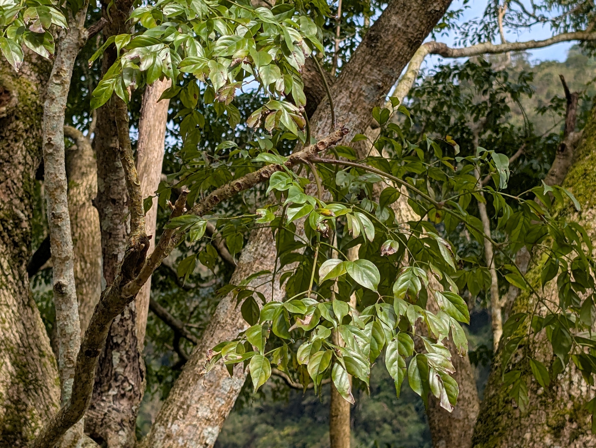 Imagem de Itajubá