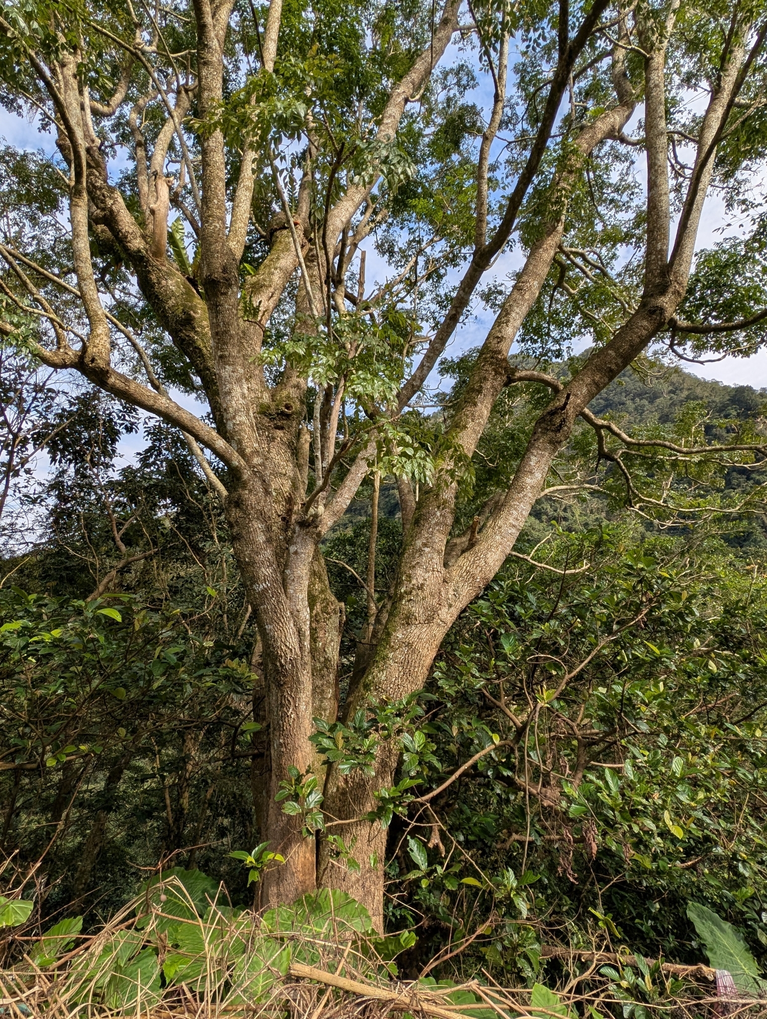 Imagem de Itajubá