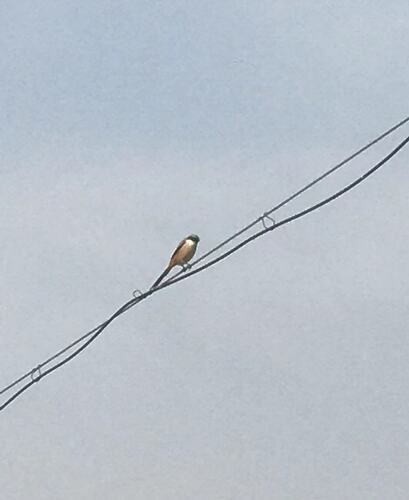 Long-tailed Shrike