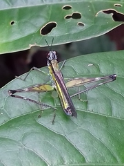 Eumastax