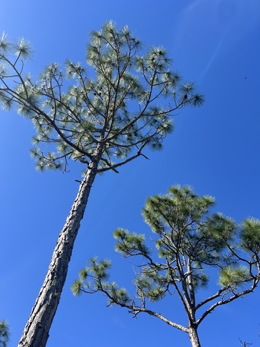 Foto de Pinheiro-do-paraná