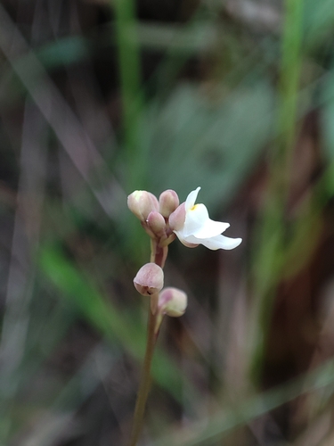 Image of Utricularia caerulea by (c) Muhammad HEEMBOO, some rights reserved (CC BY)