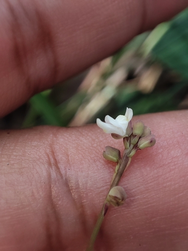 Image of Utricularia caerulea by (c) Muhammad HEEMBOO, some rights reserved (CC BY)