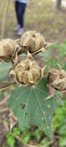 Image of Hibiscus taiwanensis by (c) Emily Chang, some rights reserved (CC BY)