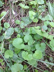 Glechoma hederacea