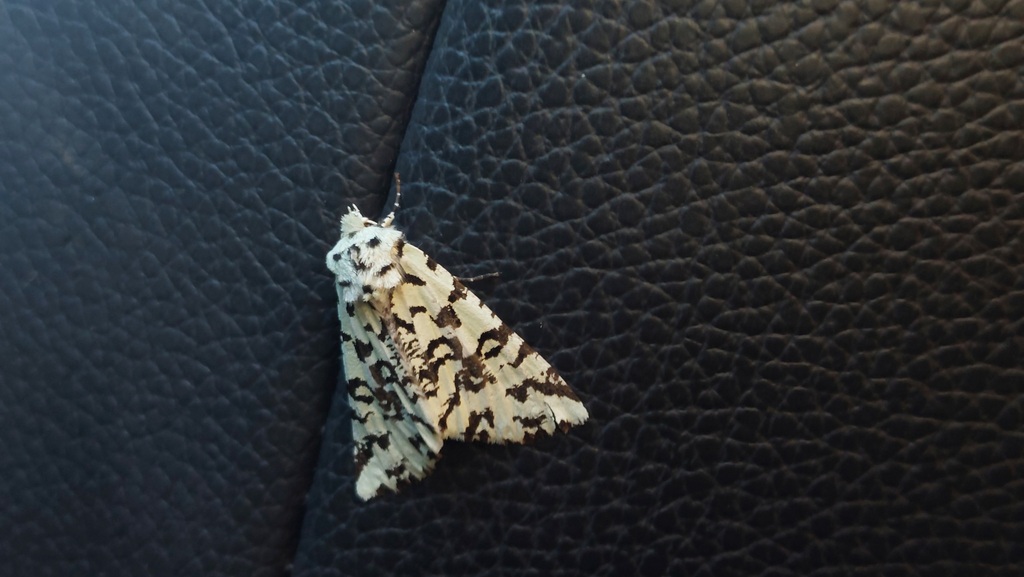 Leucolithodes paulina