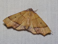 Plagodis phlogosaria