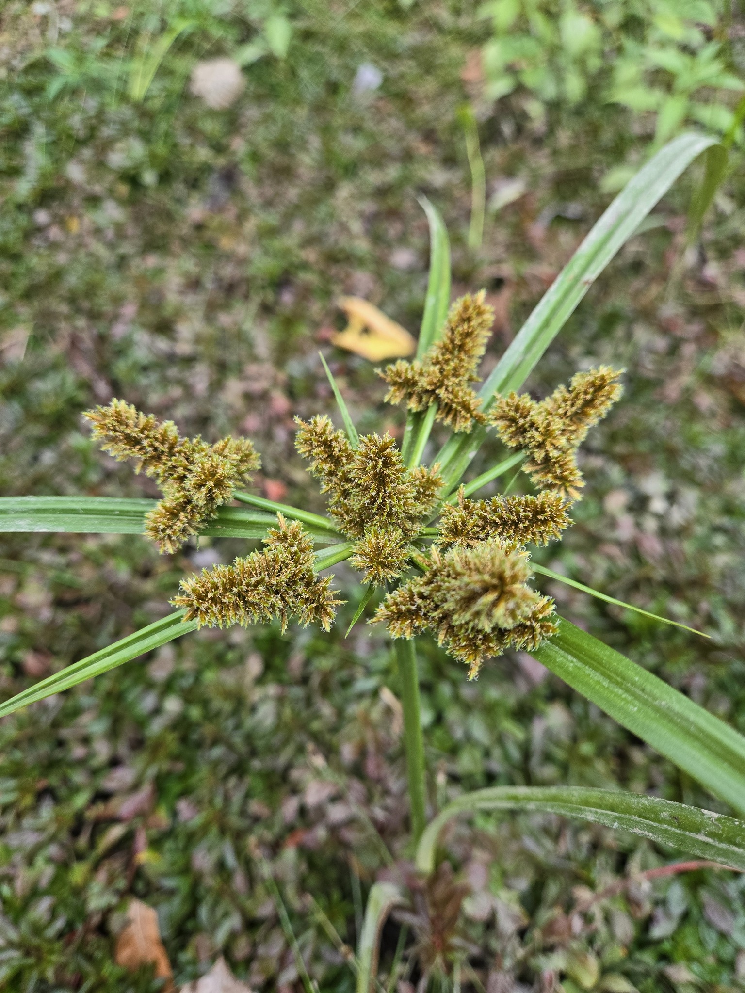 Cyperus erythrorhizos