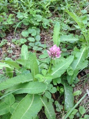 Trifolium pratense