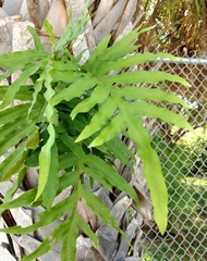 Phlebodium aureum