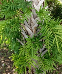 Phlebodium aureum