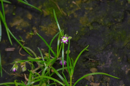 Spergularia marina iNat (3)