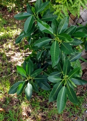 Ficus aurea