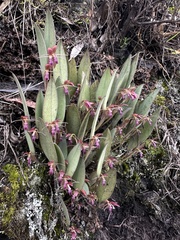 Pleurothallis talpinaria