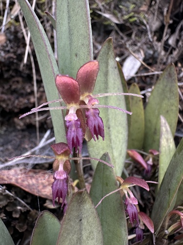 Pleurothallis talpinaria, photograph 2