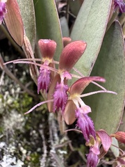 Pleurothallis talpinaria, photograph (c) Nicolás Baresch Uribe, some rights reserved (CC BY)