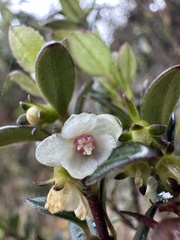 Ugni myricoides, photograph (c) Nicolás Baresch Uribe, some rights reserved (CC BY)