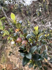Ugni myricoides, photograph (c) Nicolás Baresch Uribe, some rights reserved (CC BY)