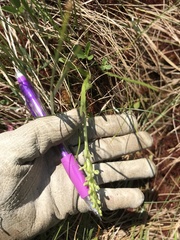 Platanthera huronensis