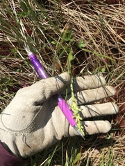 Platanthera huronensis