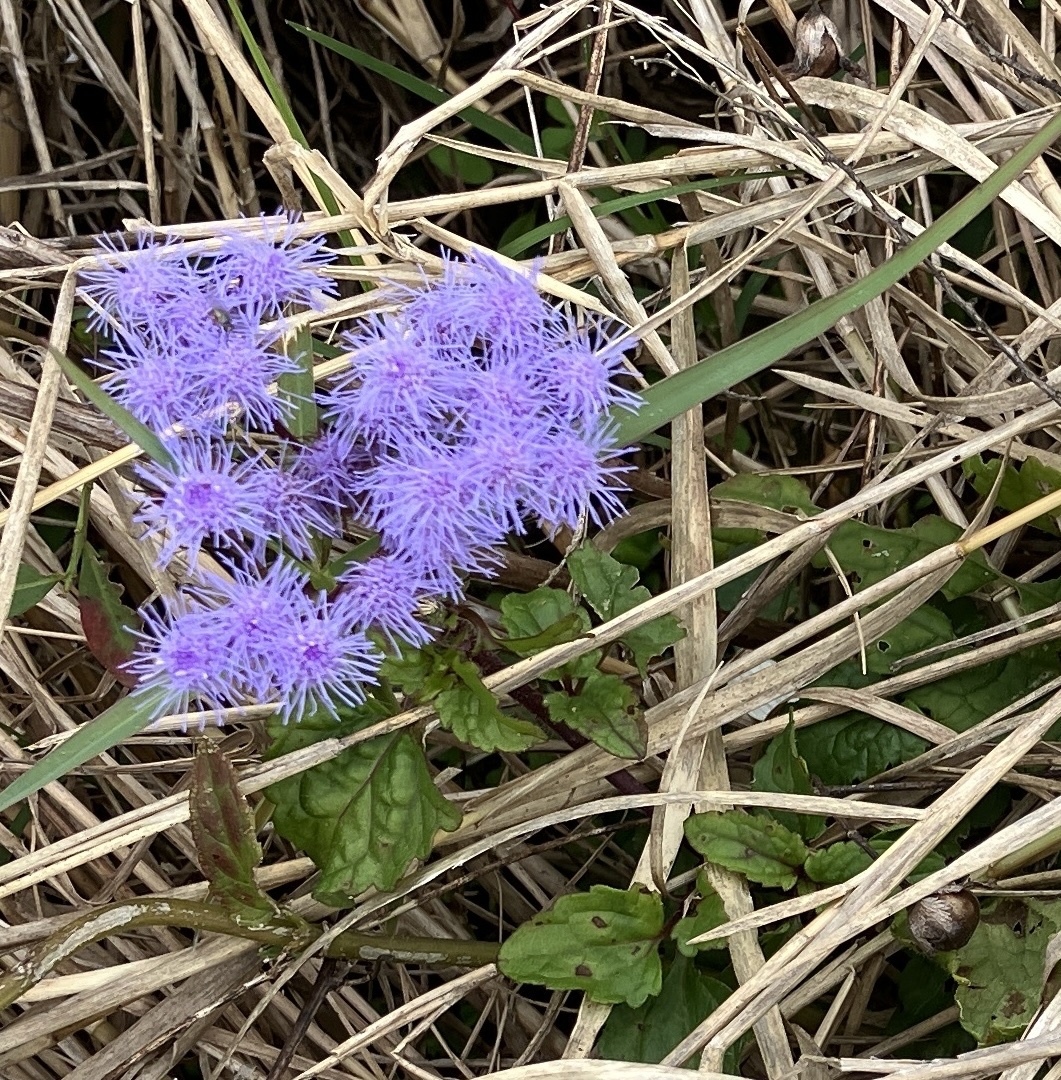 Imagem de Mistflower