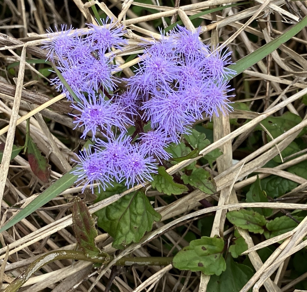 Imagem de Mistflower