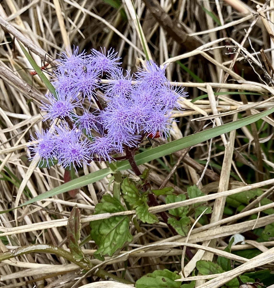 Imagem de Mistflower