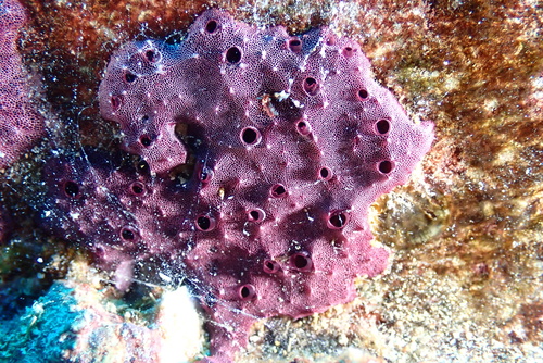 Chelonaplysilla violacea, 2025-01-04