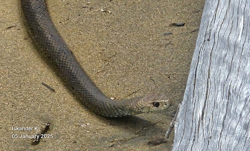 Eastern Brown Snake sighting