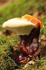 Ganoderma lucidum